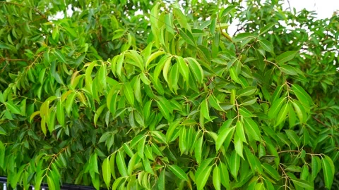 4k Footage of Java plum or Syzygium Cumini with greenish Video stock 157197292