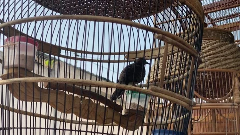 4k footage of Javanese turtle doves in cages and hanging from roofs. Stock Footage 286134350