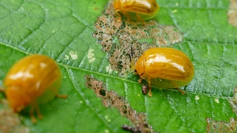 4K footage of Ladybird ladybug bug insect eating leaf in rain forest. Stock-Footage 78046867