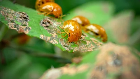 4K footage of Ladybird ladybug bug insect eating leaf in rain forest Video stock 78126935