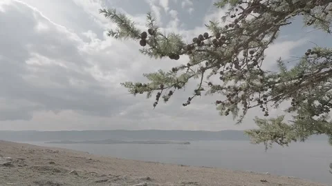 4K Footage of Larch Tree Swaying in Wind at Lake Baikal's Olkhon Island Stock Footage 313352483