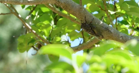 4K footage of a large brown cicada perched on a tree branch and calling. Stock-Footage 331833947