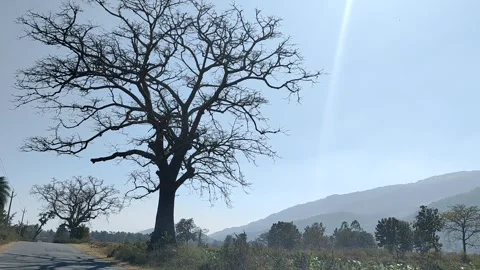 4K footage of a leafless tree during the winter season Stock Footage 327044312