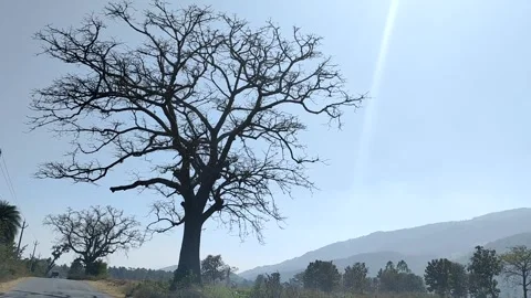 4K footage of a leafless tree during the winter season Stock Footage 327044329