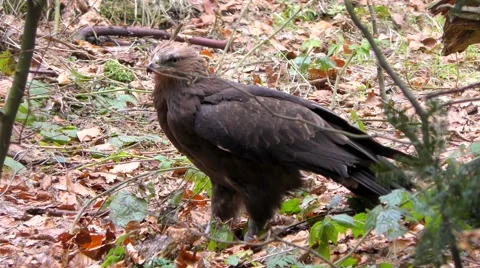 4K footage of a Lesser spotted eagle Stock Footage 51360333