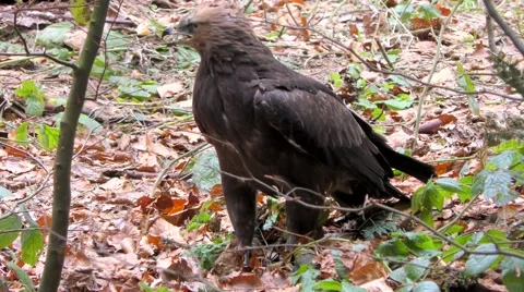 4K footage of a Lesser spotted eagle Stock Footage 51361757