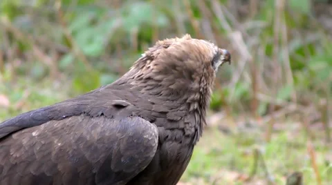 4K footage of a Lesser spotted eagle Stock Footage 51361875