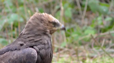 4K footage of a Lesser spotted eagle Stock Footage 51362455