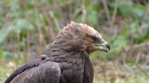 4K footage of a Lesser spotted eagle Video stock 51362912
