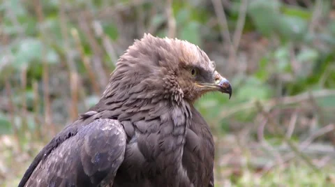 4K footage of a Lesser spotted eagle Stock Footage 51363360