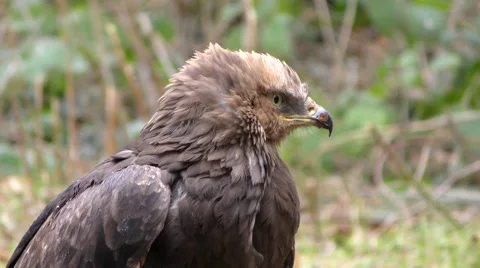 4K footage of a Lesser spotted eagle Stock Footage 51363627