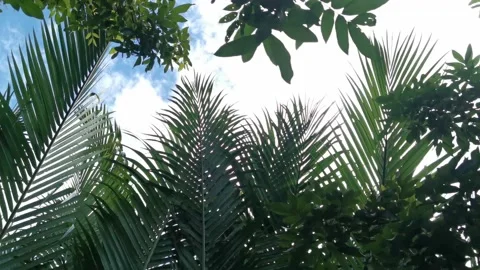 4K footage, low angle view. Nypa fruticans leaves, swaying by the wind Stock Footage 170739377