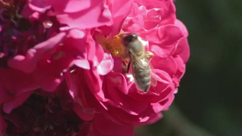 4K Footage Macro View ,Bee Collects Nectar Stock Footage 197593781