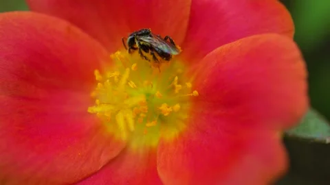 4K footage macro view ,Insects collect nectar in the pollen of flowers. Video stock 159180391