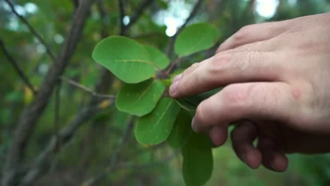 4k footage of a man touching tree leaves Stock Footage 164091520