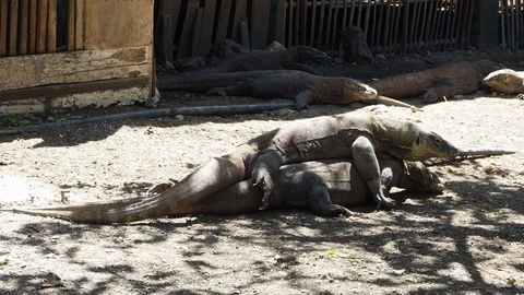 4K Footage of  Mating Komodo Dragons Stock Footage 115334963