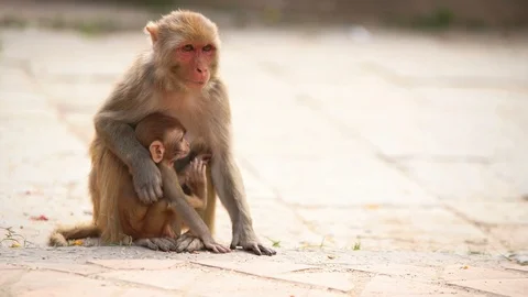 4K footage of monkey with its cub sitting on ground picking up food Stock-Footage 123610460