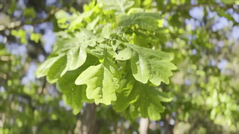 4k footage of Oak Tree Branches With Leaves Moving in Wind Park, Wood, Forest Stock Footage 197047060