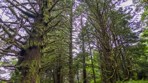 4K footage of a pine forest with tall, thin, sharp-leaved trees at Clatsop Loop Stock Footage 309312436