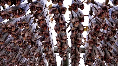 4k footage - Racks of dried cod fish in Reine, Norway.  Lofoten Islands Stock Footage 88016417
