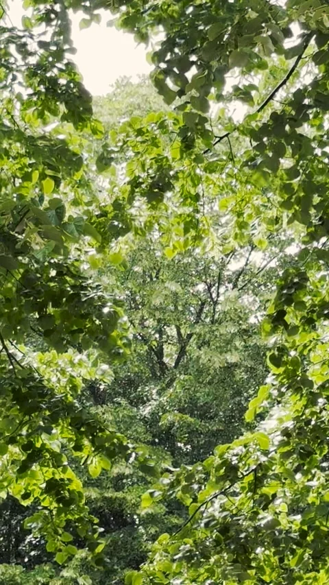 4K footage of rain in forest Stock Footage 280698345