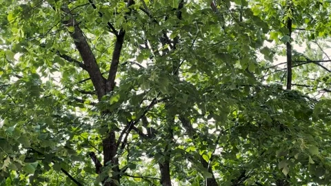4K footage of rain in forest Stock Footage 280701158