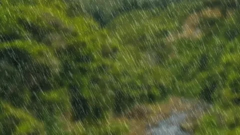 4k footage of rainfall in forest Stock Footage 326810021