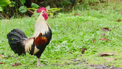 4K footage RED camera shot poultry business, wild rooster with red comb crows Stock Footage 201273617