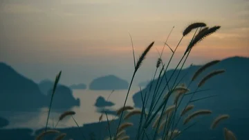 4K Footage of reed fields blown by the wind 库存影片 86109247