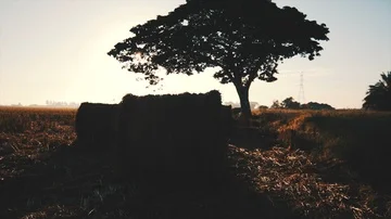 4k footage of rolls of paddy straw with golden sunset background at Sungai Besar Stock Footage 85607414