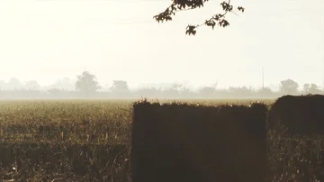 4k footage of rolls of paddy straw with golden sunset background at Sungai Besar Stock Footage 85607418