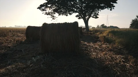 4k footage of rolls of paddy straw with golden sunset background at Sungai Besar Stock-Footage 85608380