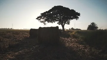 4k footage of rolls of paddy straw with golden sunset background at Sungai Besar Stock Footage 85609013