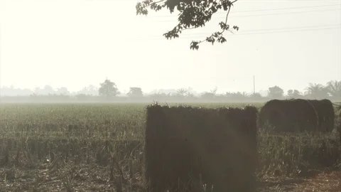 4k footage of rolls of paddy straw with golden sunset background at Sungai Besar Stock Footage 85609249