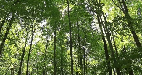 4K footage of Scenic View Through Lush Green Woods Stock Footage 346491418