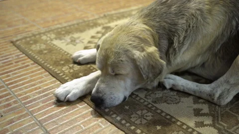 4K footage of sleeping beagle on mat of sheep's skin on background of flickering Video stock 193666468