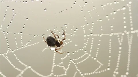 4K Footage of spider on web with dew drops hanging on it at foggy morning. Stock Footage 98095741