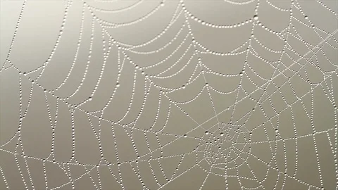 4K Footage of spiderweb with dew drops hanging on it at foggy morning. Stock Footage 97986970