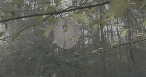 4K Footage of spiderweb in forest with sunlight (Raw/ungraded) Stock Footage 130883889