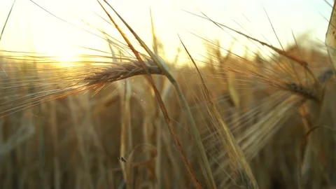 4k footage of spikelets with wheat close-up Stock Footage 162579076