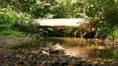 4K footage of stream in the forest. Stock Footage 79080608