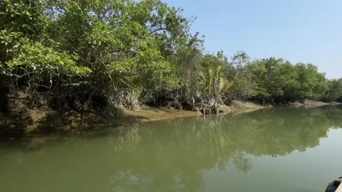 4K footage of Sundarbans (without editing) Stock Footage 170428611