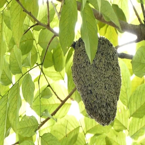 4K footage of Swarming of bees. 스톡 동영상 69703502