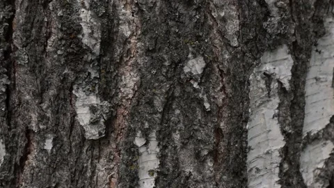 4k footage of tree bark close-up Stock Footage 194236602