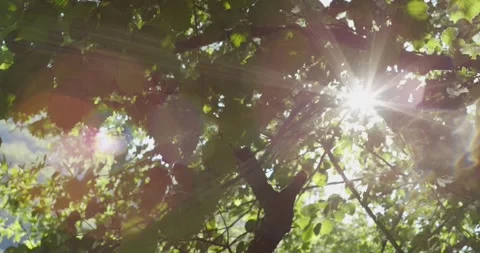4K footage of tree leaves casting shade as sunlight filters through the cano Stock Footage 328128207