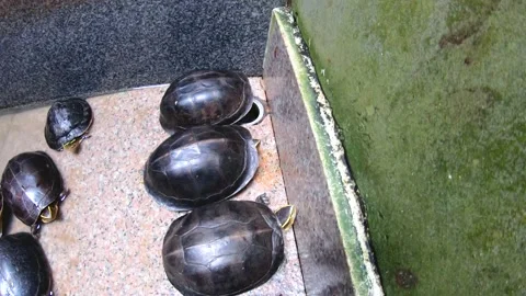 4k footage of  Turtles on the small pool  Stock Footage 107318219
