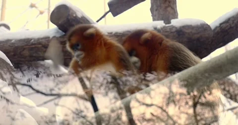 4K footage of Two Angry Monkeys Interacting in the Wild Stock Footage 324728349