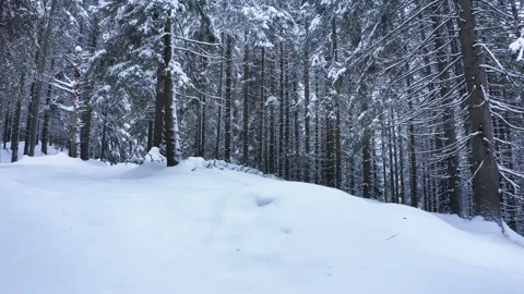 4K footage of walking camera between fir-trees trunks covered with snow Stock-Footage 235623911