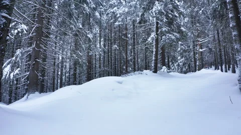 4K footage of walking camera between fir-trees trunks covered with snow in Low T Video stock 252951043