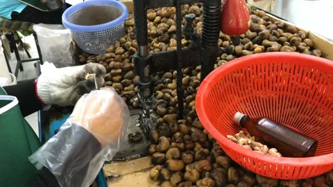 4K footage of a worker using a machine to shell cashews Stock Footage 137059573